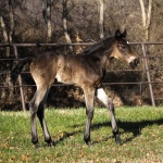 ANGELINA-Out of Gracious N Fabulour (Owned by Nancy Sue Ryan)